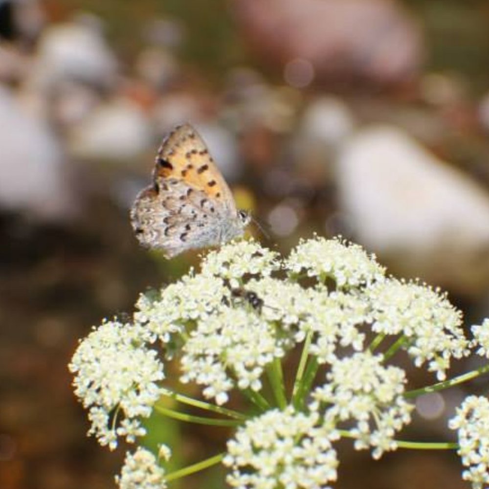 Offers Highly Encouraged!